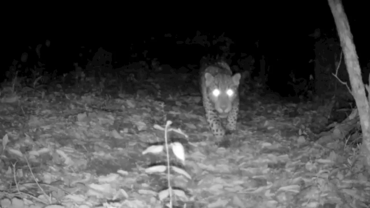 ¿Por qué de pronto apareció un jaguar en los bosques de Guanajuato?