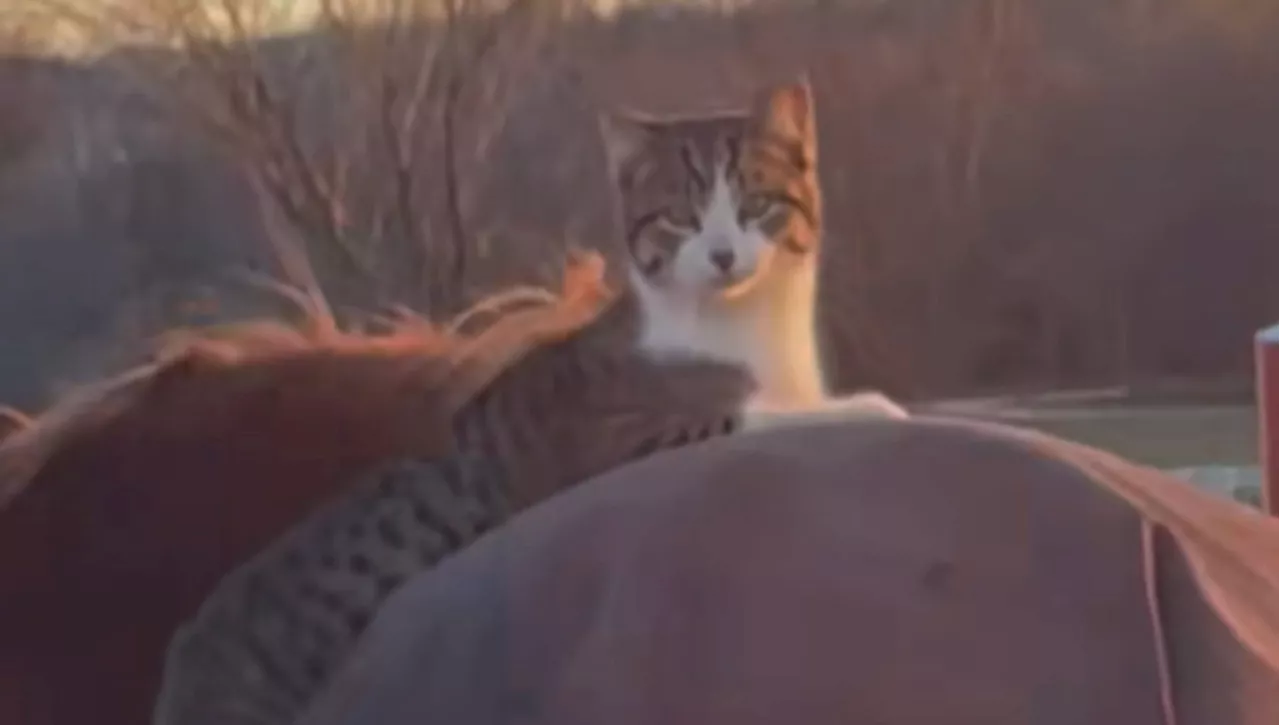 Un'Amicizia Inaspettata: Gatto e Cavallo diventano inseparabili