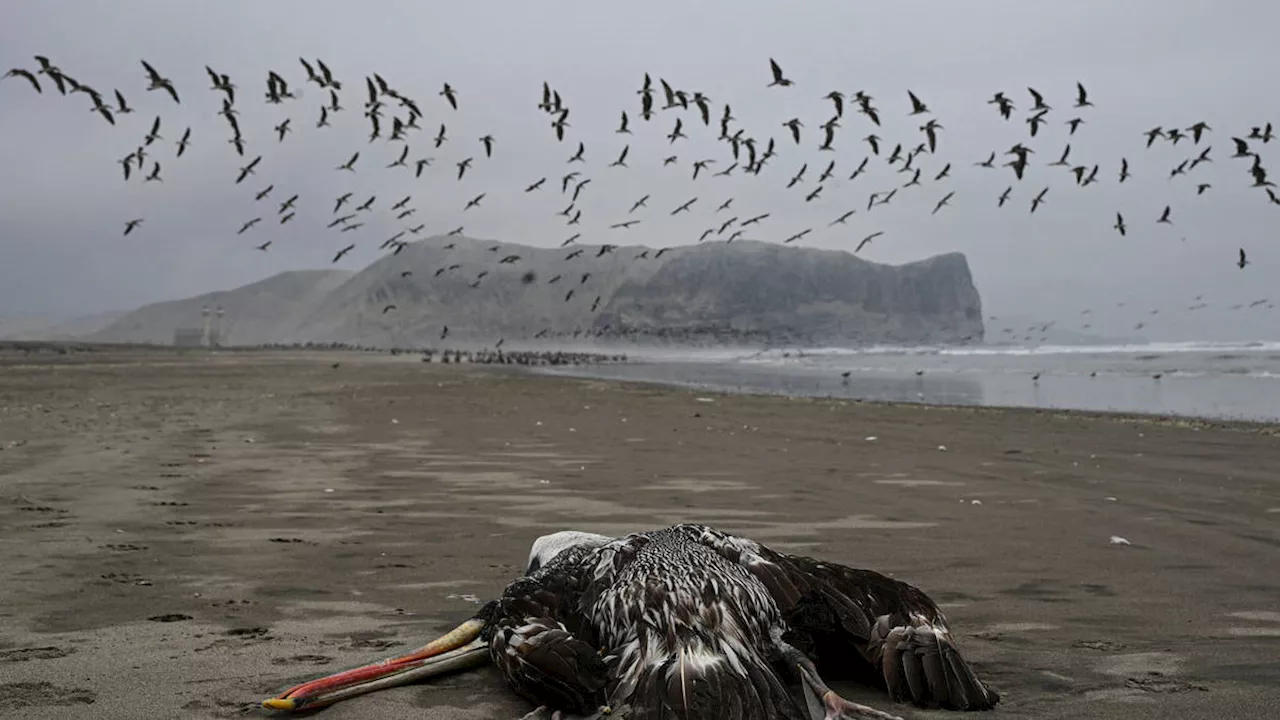 First US Death From Bird Flu Reported