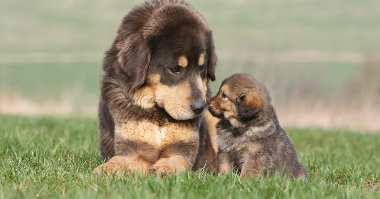 Le Conseil d'État valide l'obligation du test ADN pour les chiens reproducteurs