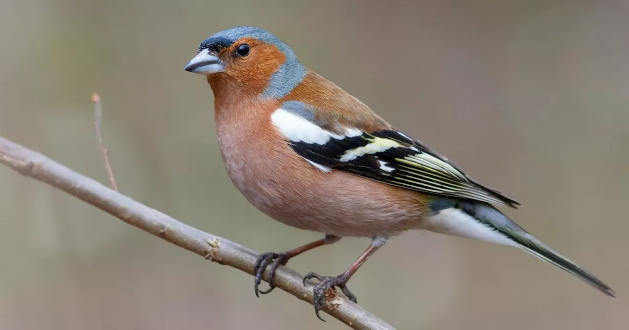 Le Pinson des Arbres: Identification, Habitat et Alimentation