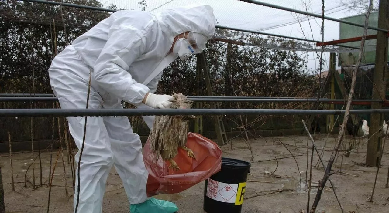 Primo decesso negli Stati Uniti per influenza aviaria