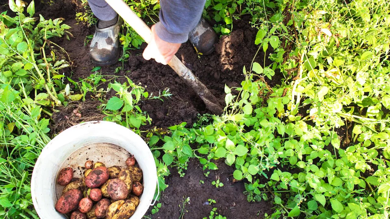 Attention aux Légumes Toxiques: Comment les Consommer en Sécurité