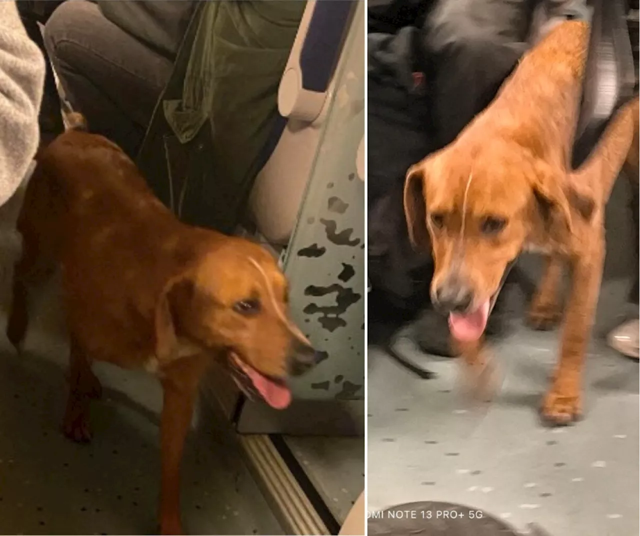 Chien Égaré dans le Train entre Libercourt et Lille : Son Trajet Retracé par des Attentifs Lillois