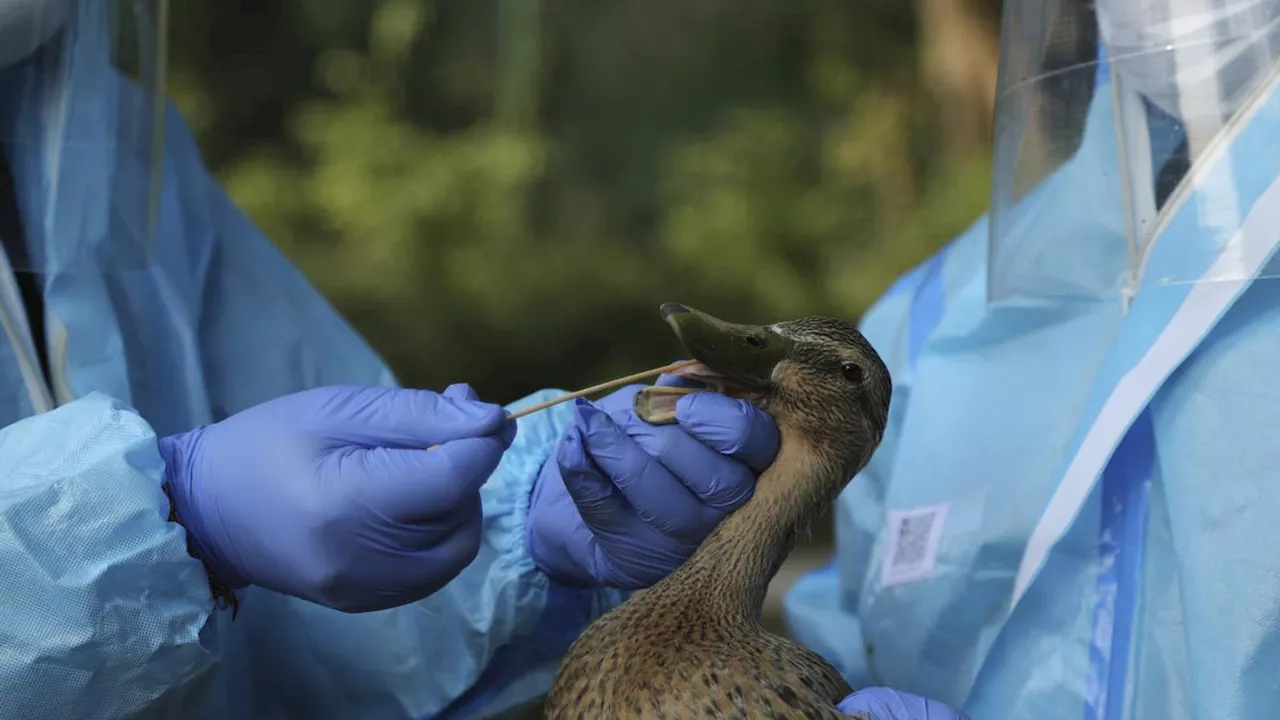 Kasus Kematian Flu Burung Pertama di AS