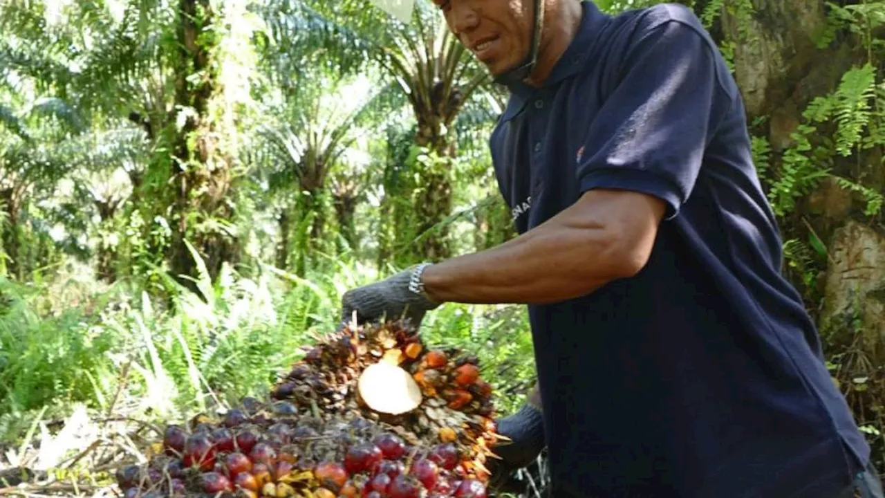 Presiden Prabowo Minta Perluas Lahan Kelapa Sawit: Ancaman bagi Emisi dan Ketahanan Lingkungan