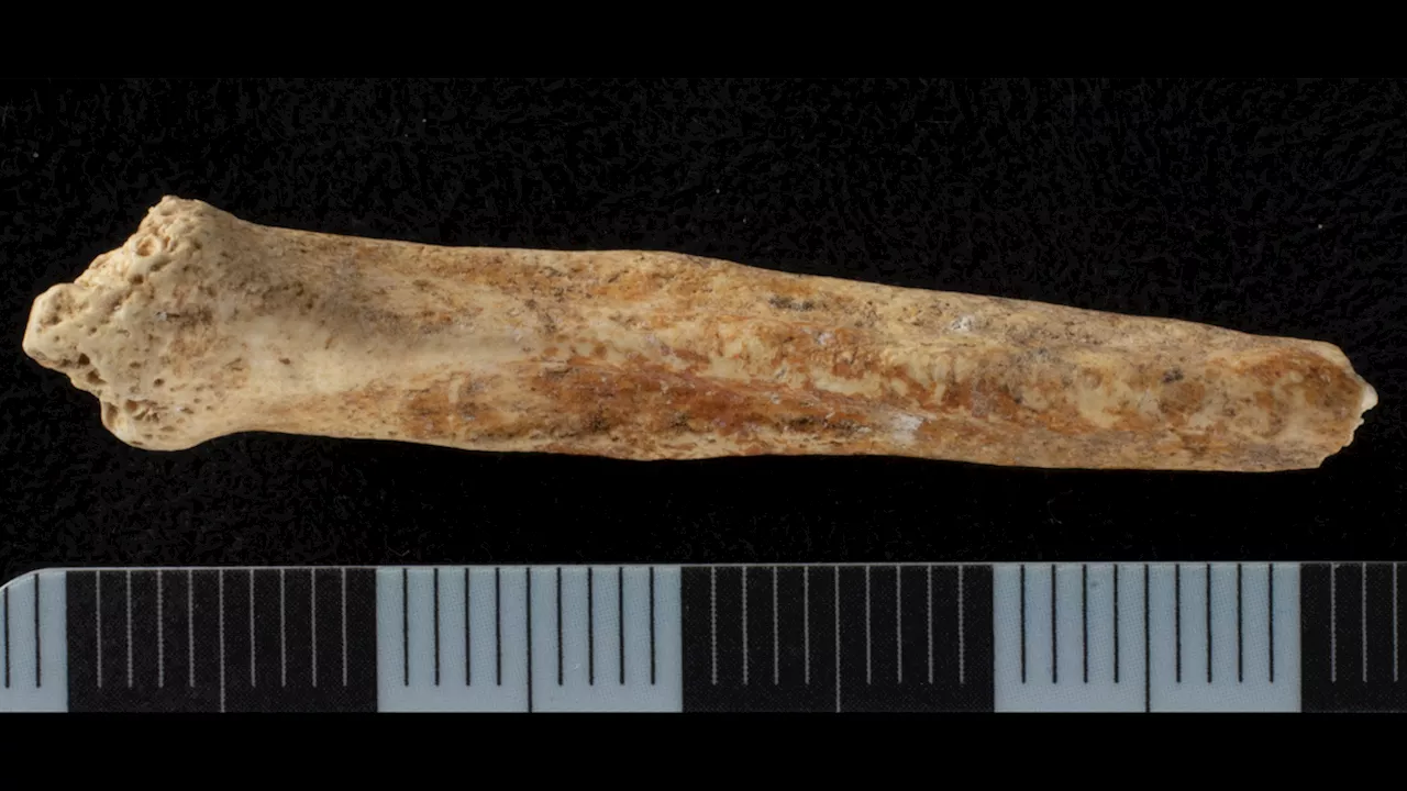 Painted Dog Penis Bone Unearthed in Roman Quarry