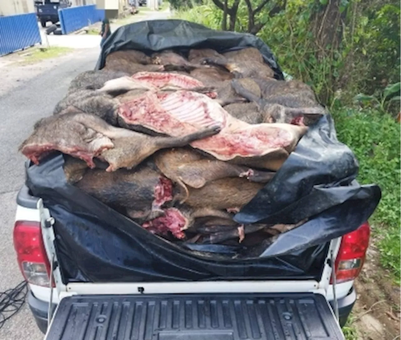 Pig Carcasses, Grocery Items Smuggled Across Border