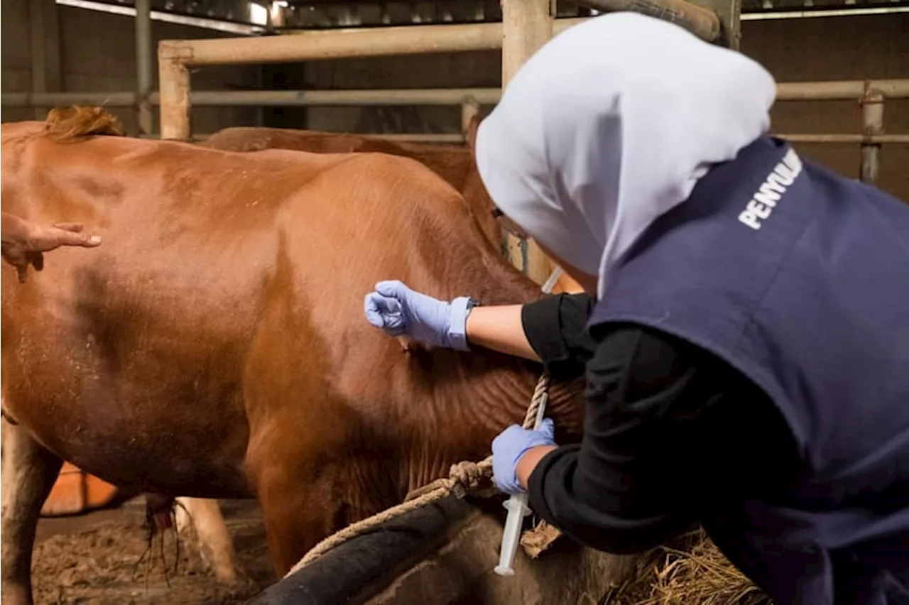 Pemkot Bandung Lakukan Vaksinasi PMK untuk 500 Ekor Sapi