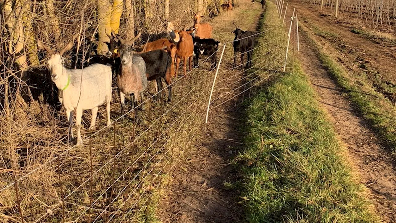 Les Moutons et Chèvres, Des Solutions Naturelles pour les Vignobles