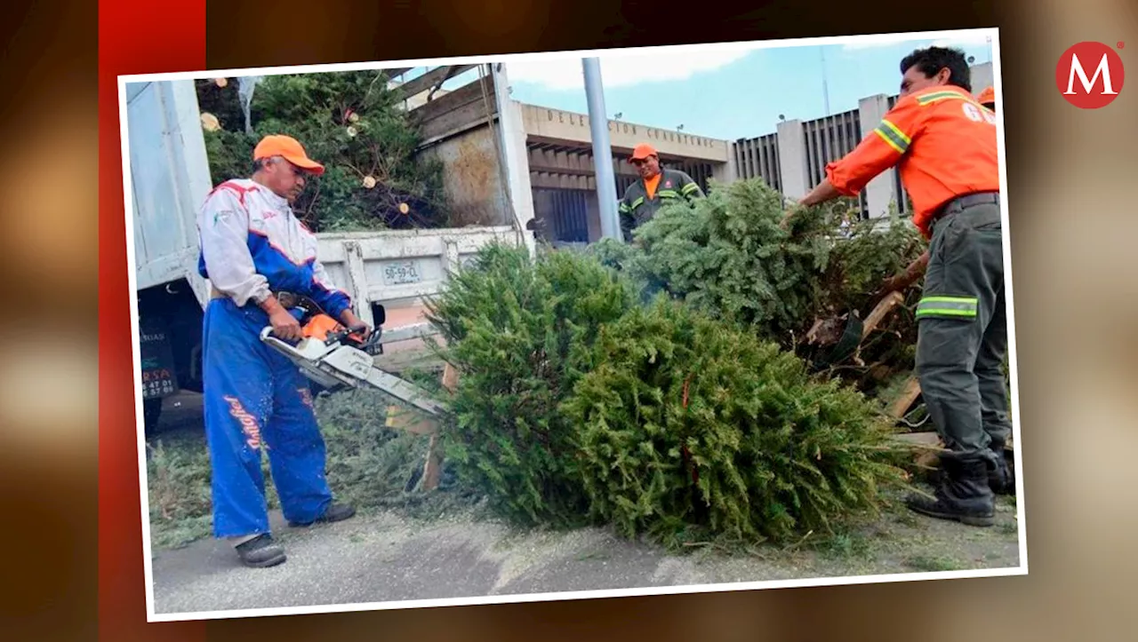 Centros de Acopio para Árboles de Navidad en el Estado de México