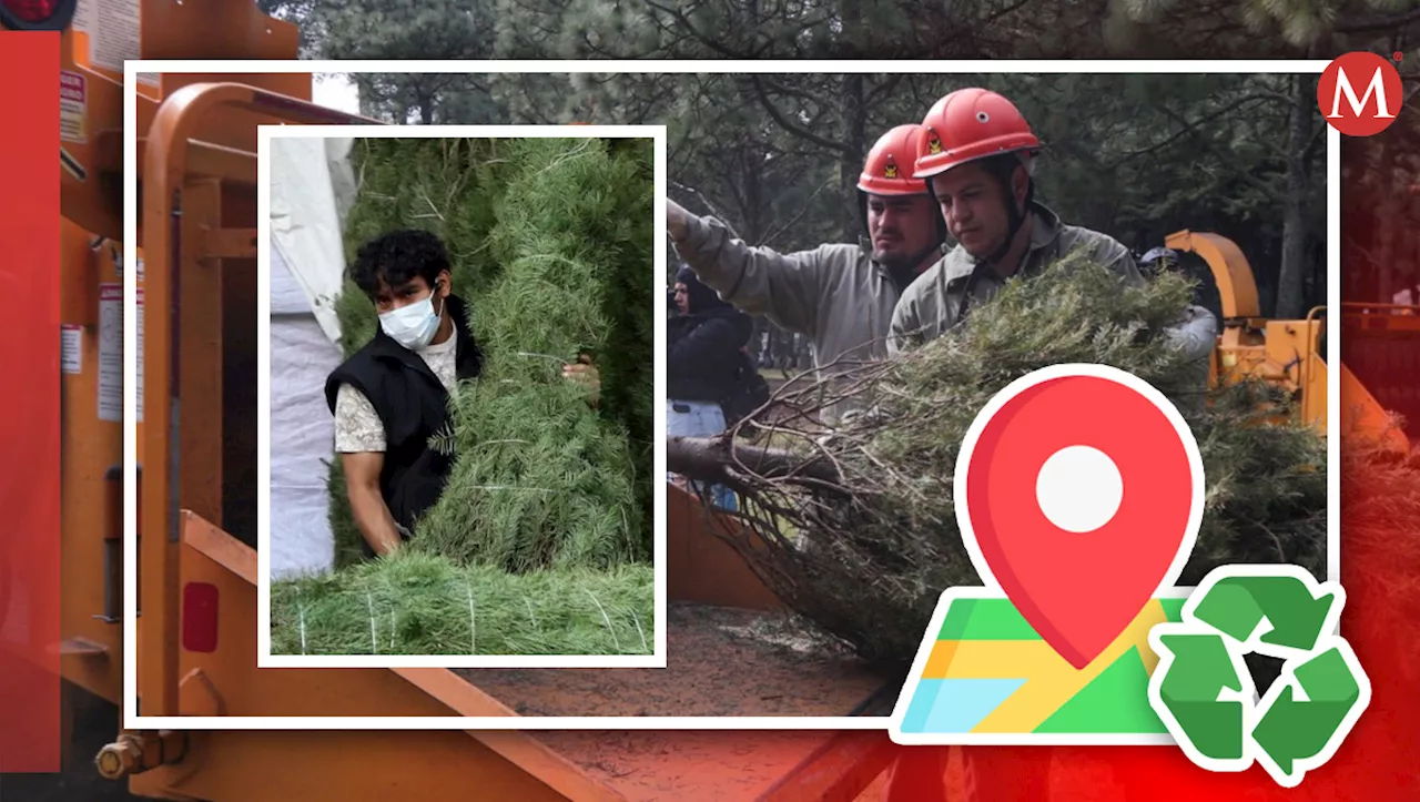 ¡Recicla tu árbol de Navidad! Estos son los centros de acopio en CdMx para cambiarlo por una planta