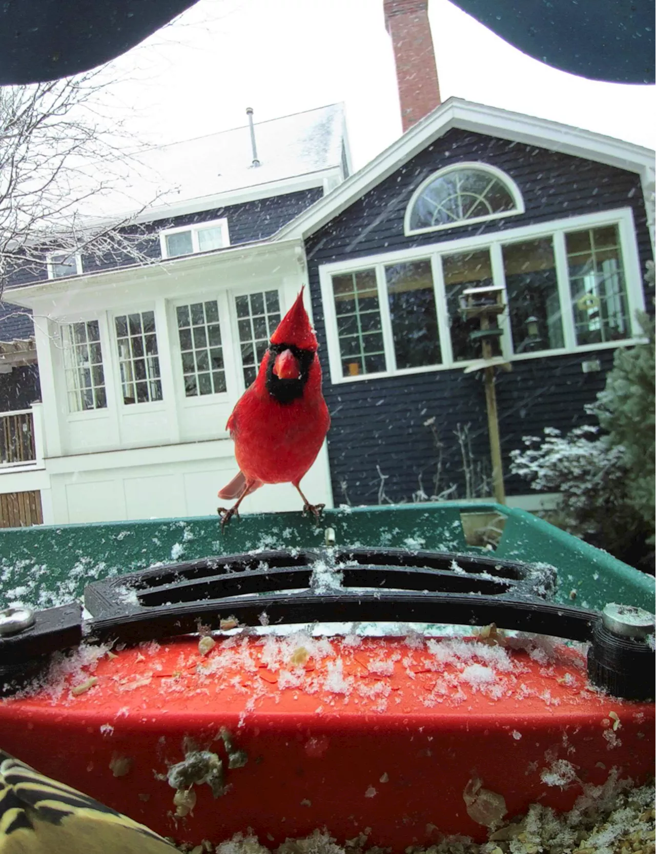 Smart Bird Feeders Fuel Bird Watching Boom