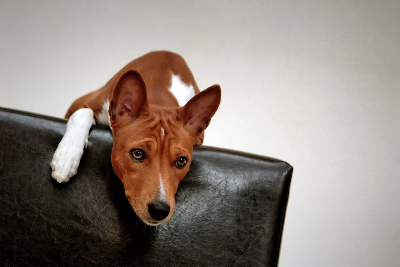 Neurologische Störungen bei Hunden: Verdacht auf Vergiftung durch Kauknochen