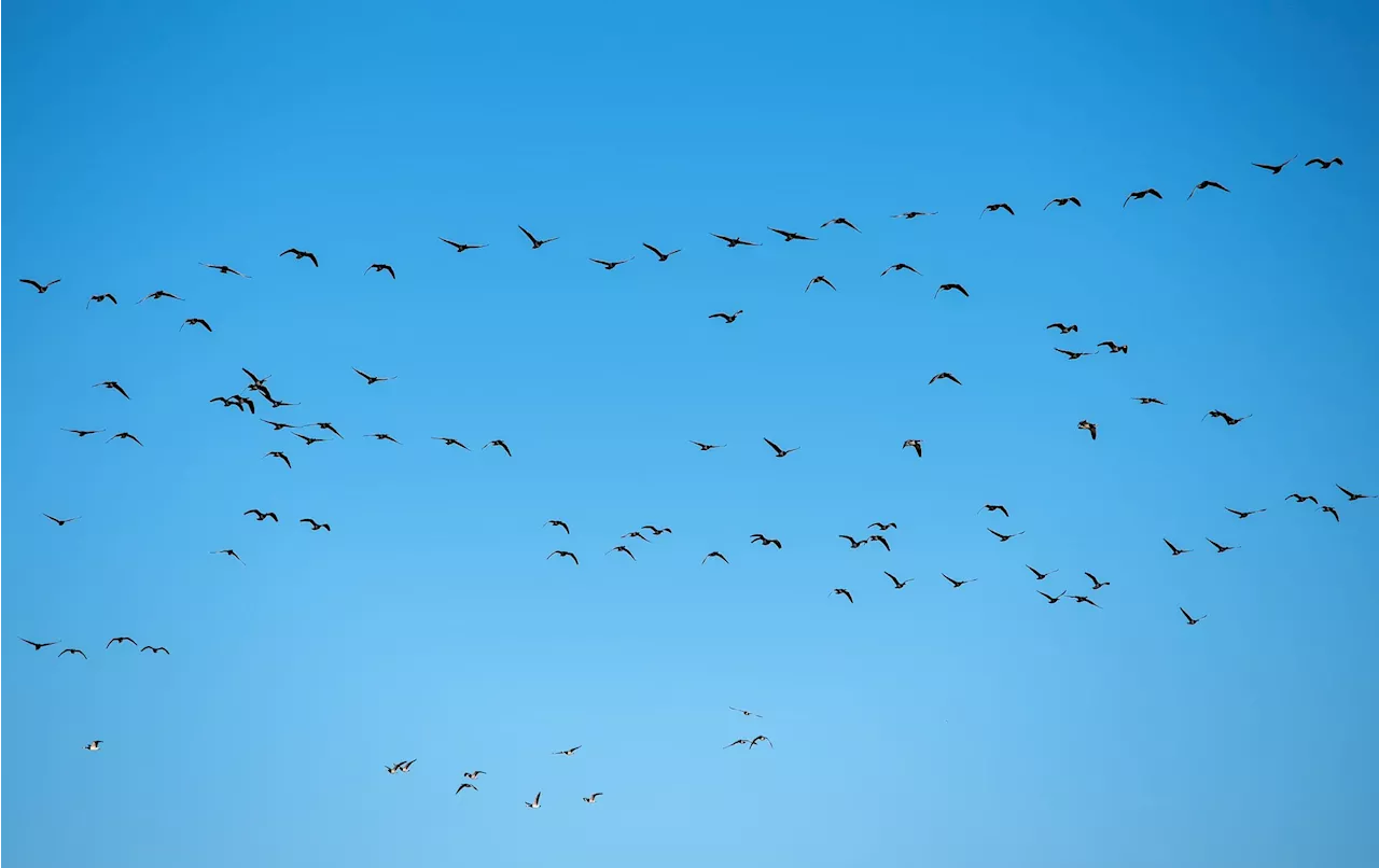 Tödlicher Vogelgrippefall in den USA