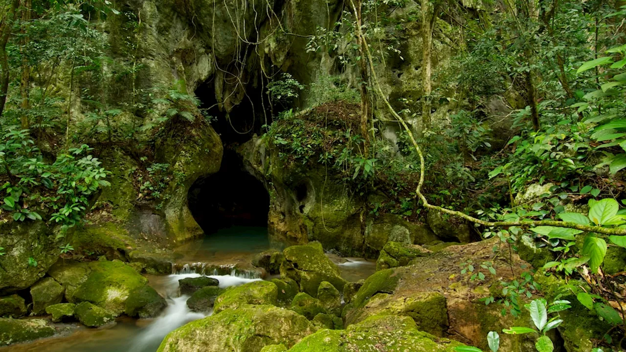 Plants Thrive in Darkness at Belize's Actun Tunichil Muknal Cave