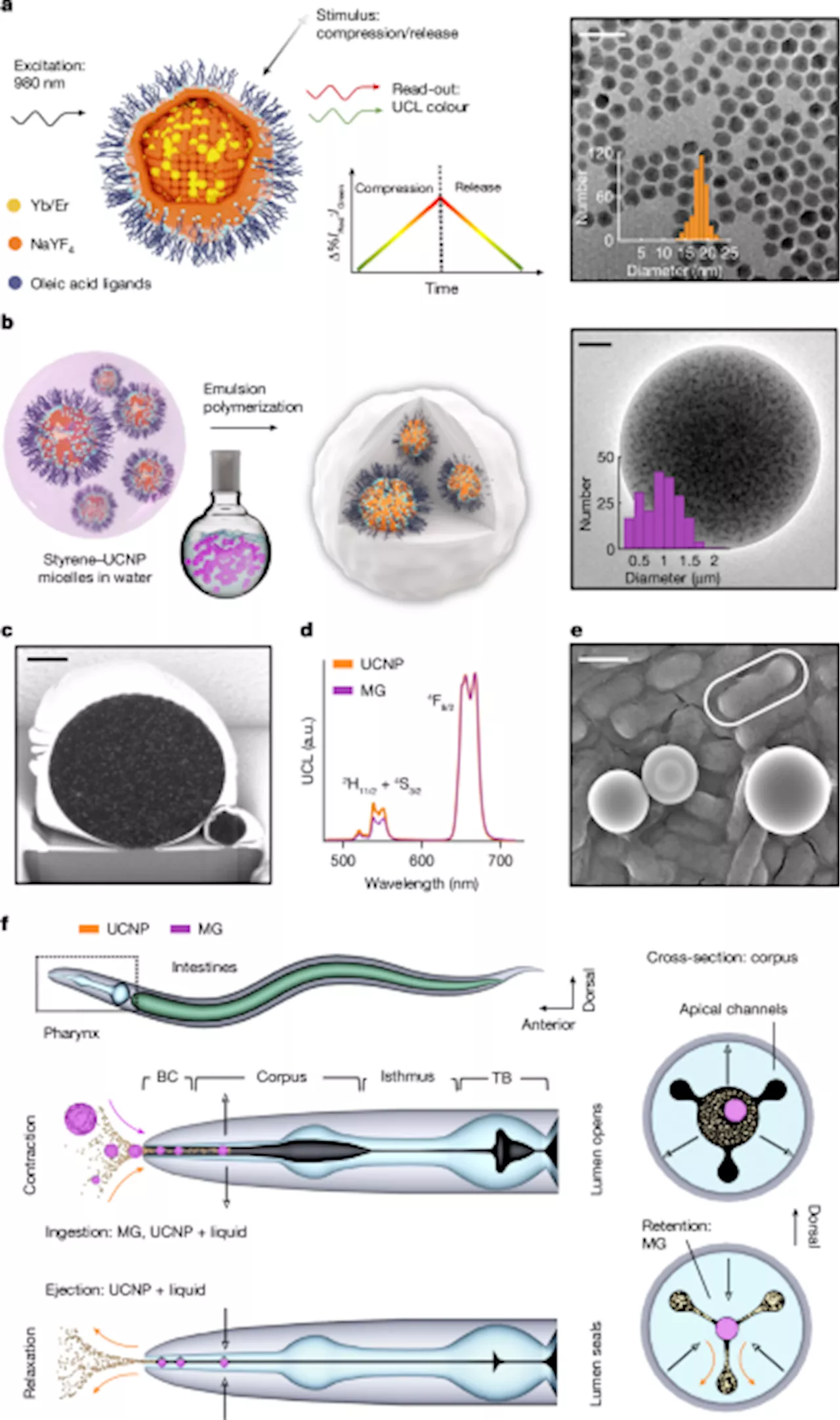 Ingestible Mechanosensors Reveal Bite Force and Feeding Mechanics in Worms