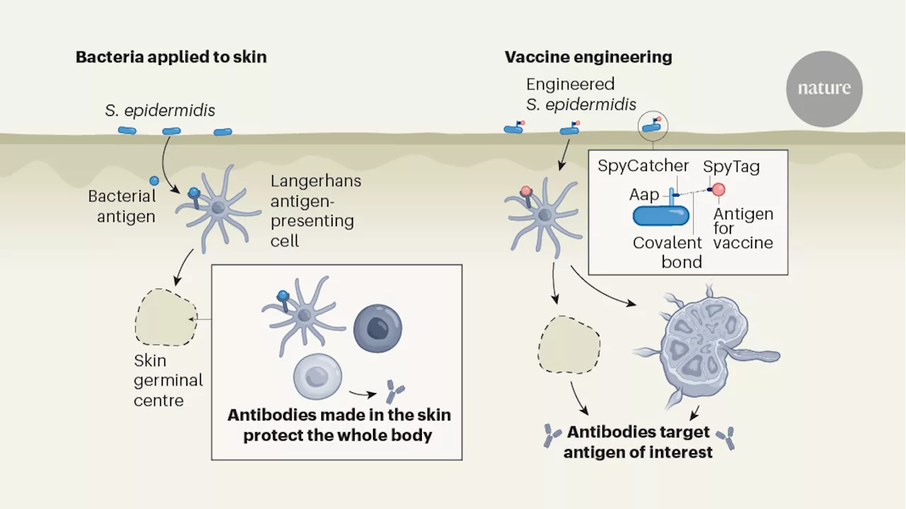 Skin Autonomous Antibody Production Regulates Host-Microbiota Interactions