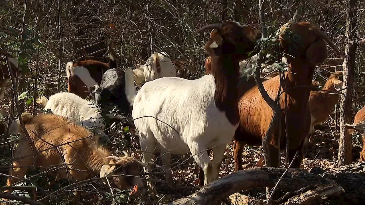 Goats Graze Away Invasive Shrubs in Arlington