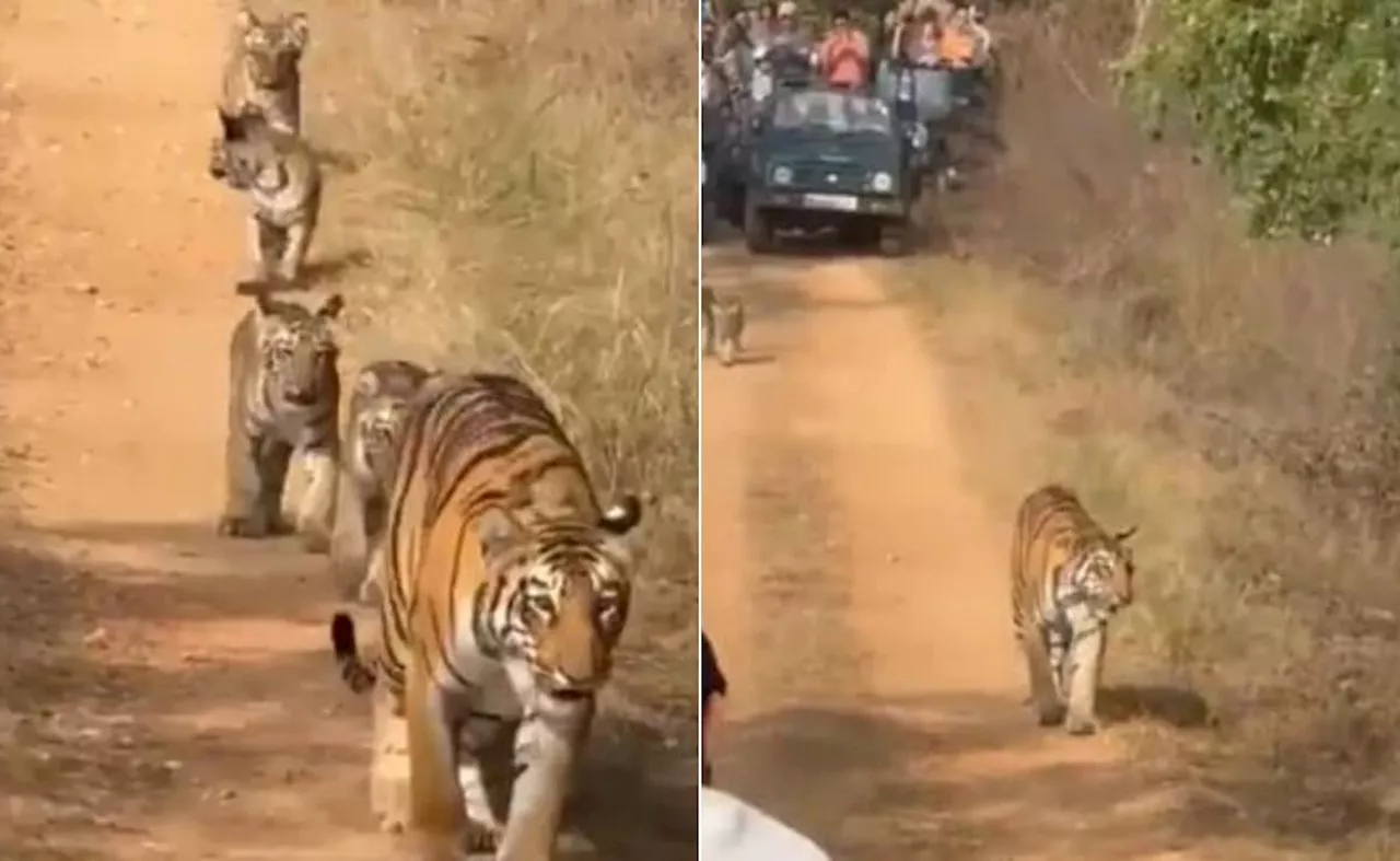 बाघिन के साथ जंगल में शान से टहलते दिखे 5 शावक, पीछे आ रही थी पर्यटकों की भीड़, Video देख इस बात पर नाराज़ हुए आनंद महिंद्रा