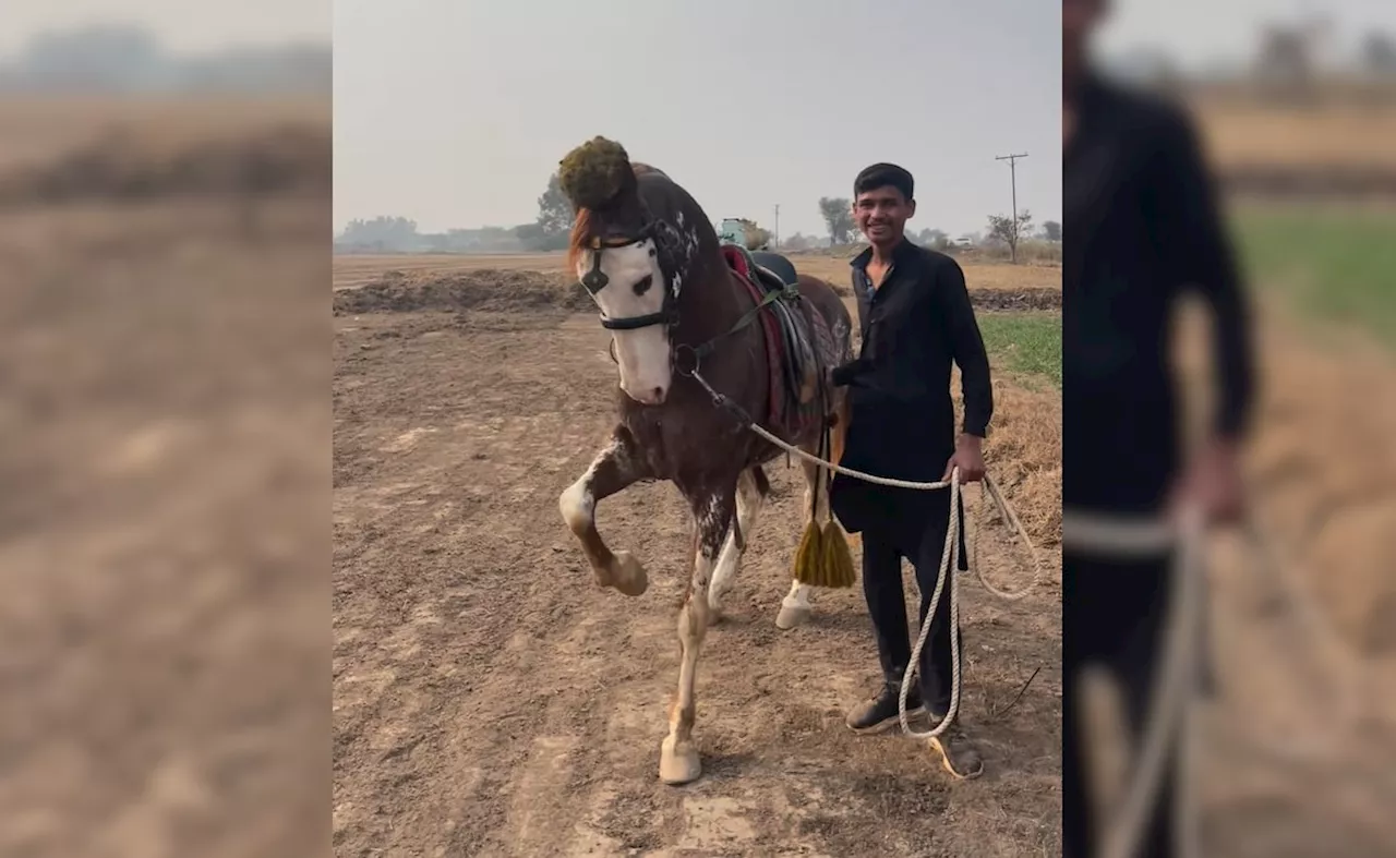 बोलने वाला घोड़ा! पाकिस्तान से वायरल वीडियो, बताओ क्या समझा ?