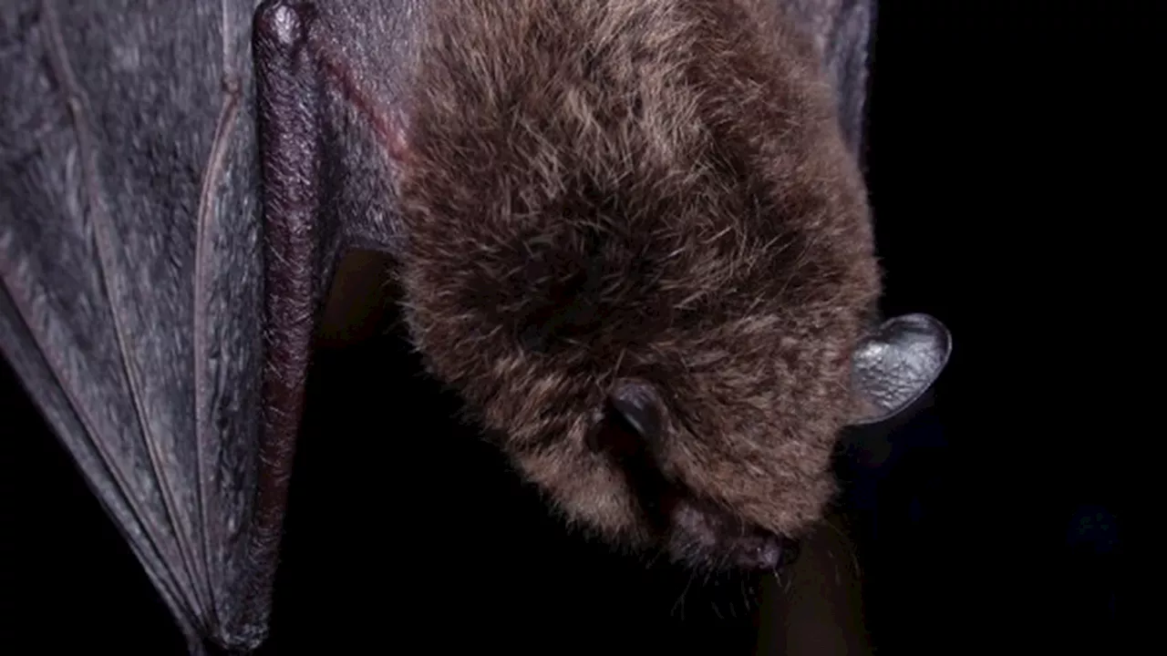 New Hampshire Elementary School Closed After Bat Sightings