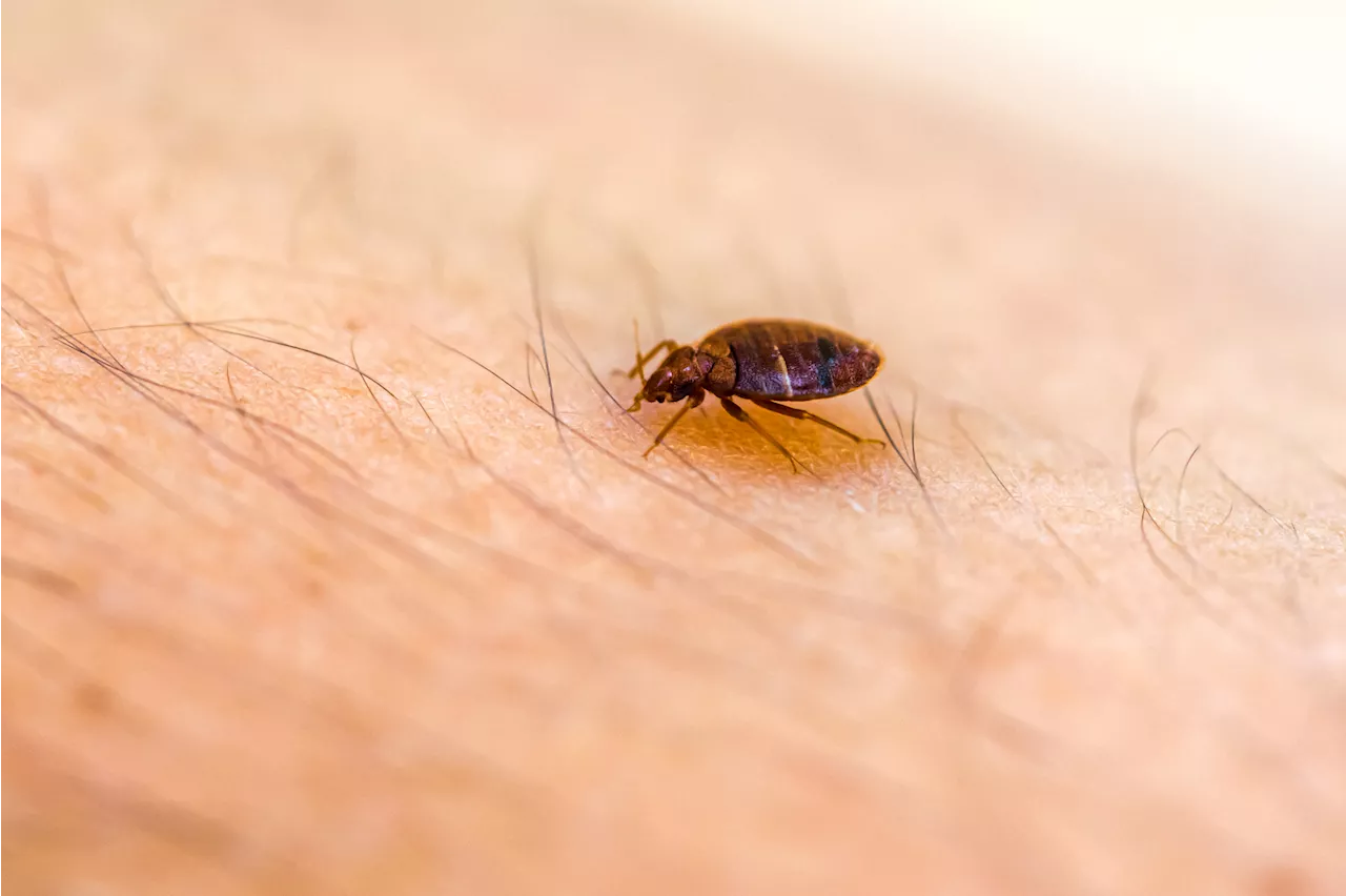 Bedbug Scourge in Public Housing Forces Residents to Sue