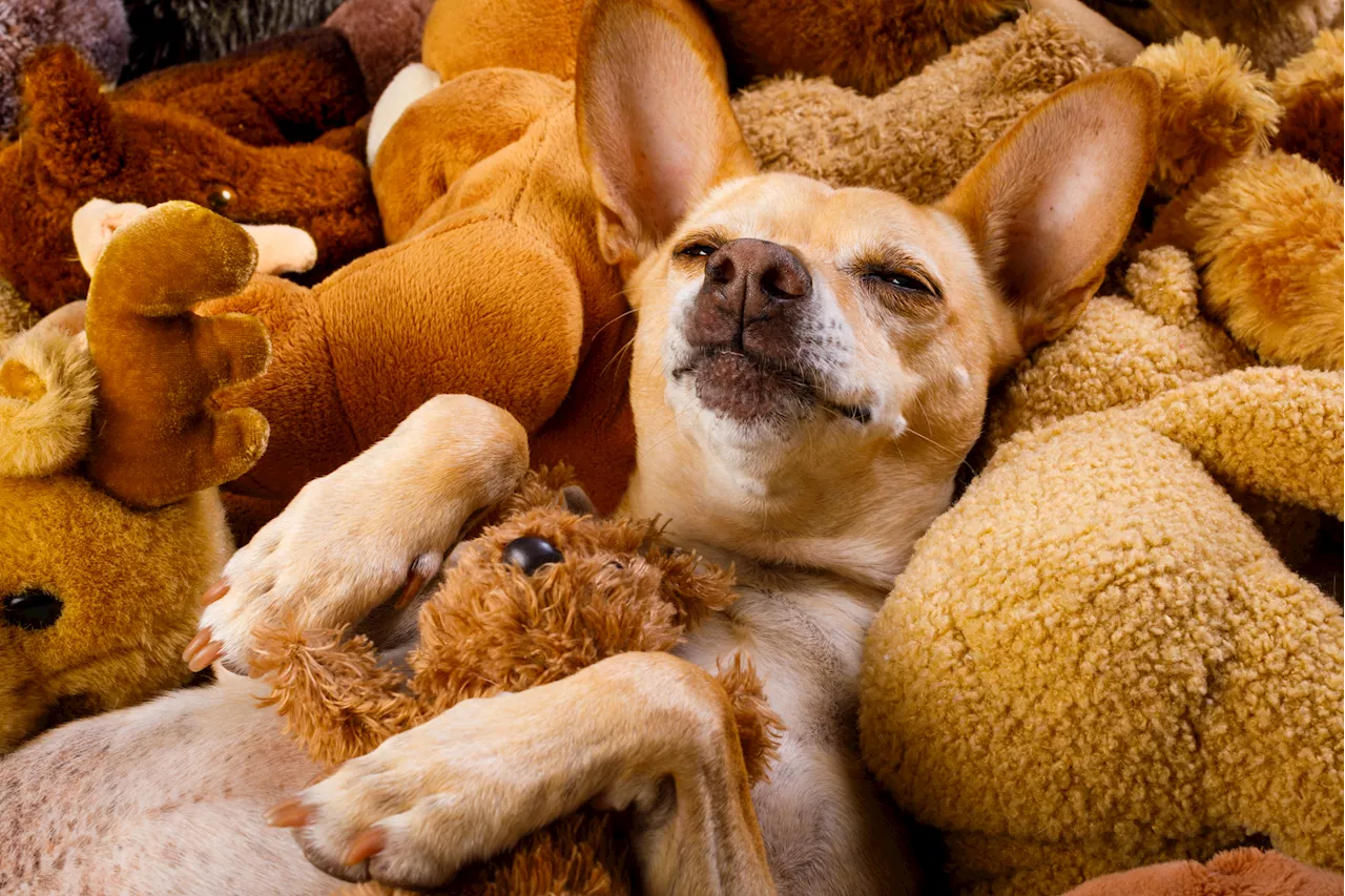 Blind Chihuahua Cuddles with Toys Mistaking Them for Bed