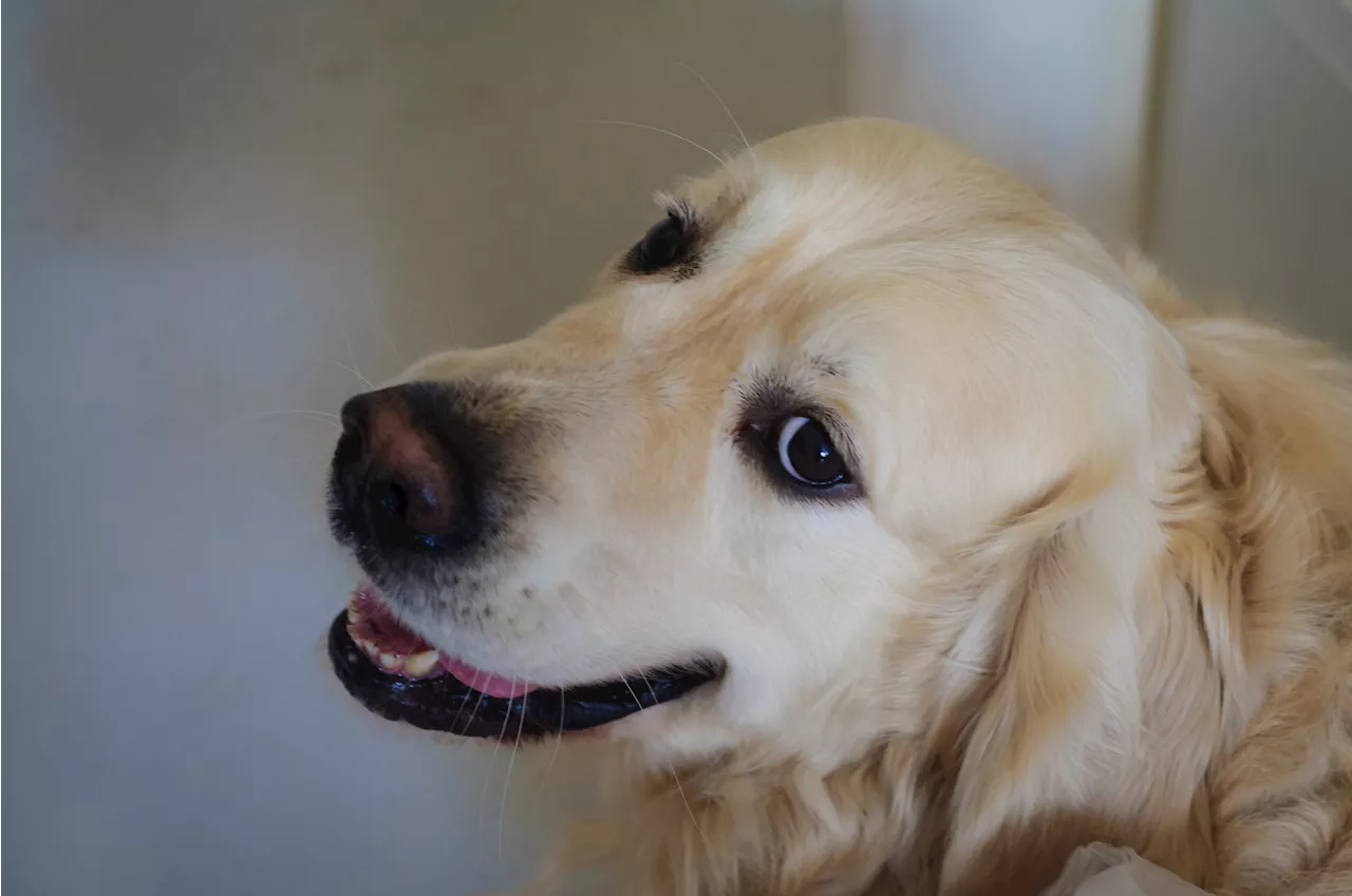 Clever Golden Retriever Tries to Outsmart Owner With Medicine