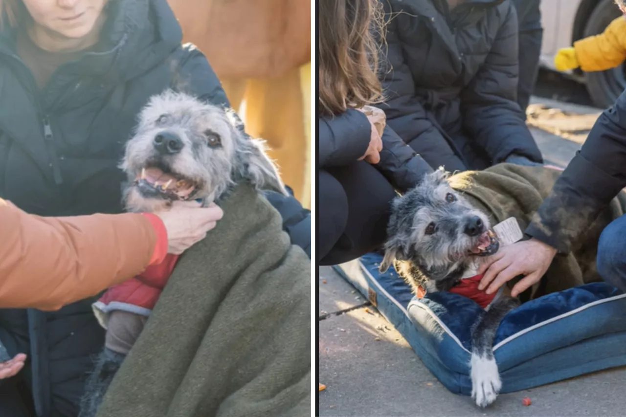 Community Showers Aging Dog With Love on Her Final Day