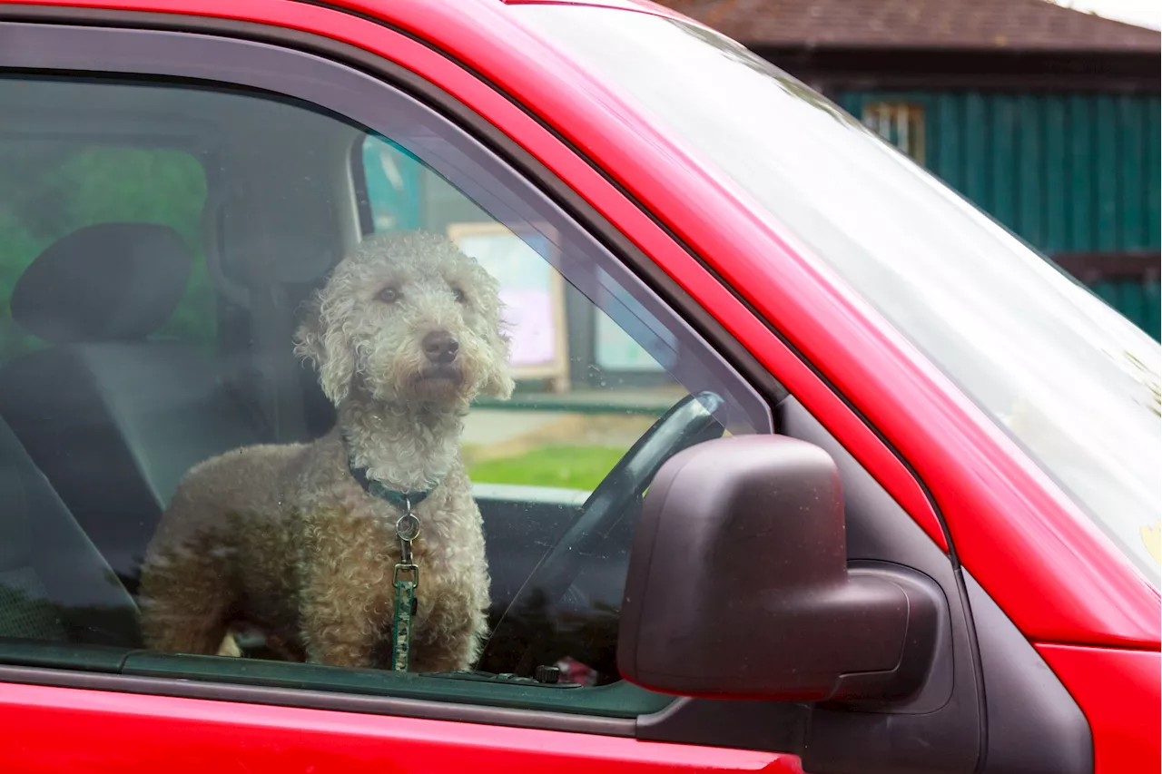 Dog's Hilarious Reaction to Stranger's Greeting Goes Viral