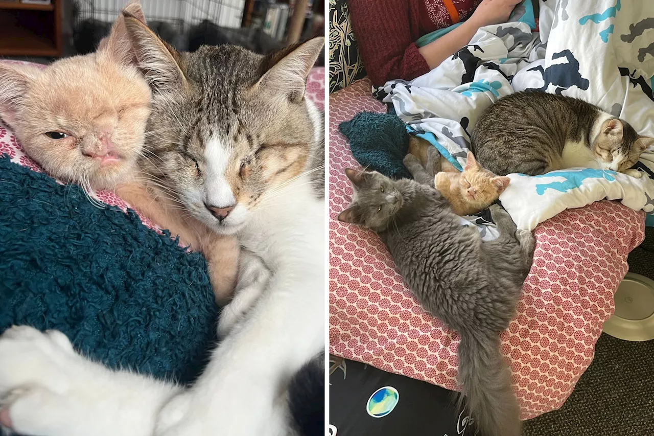 One-Eyed Kitten Finds Forever Home with Littermate and Rescued Felines