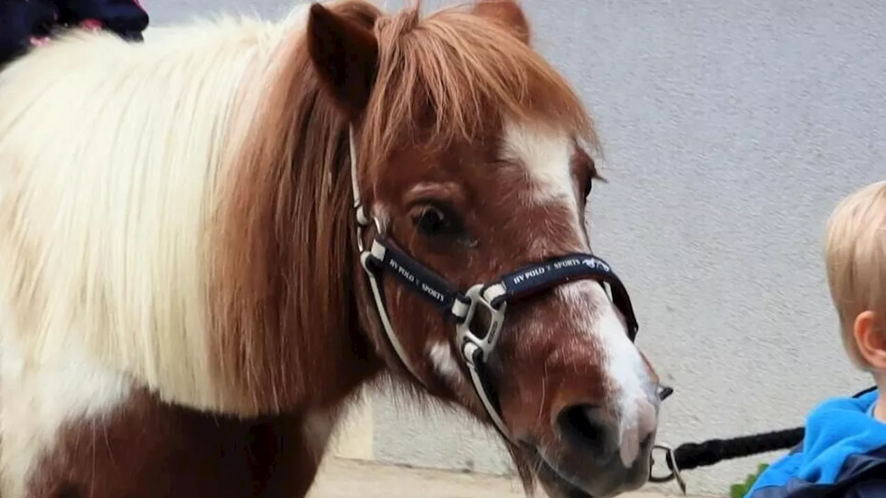 Kein Strafbestand nach Schuss auf Pony in Neulengbach