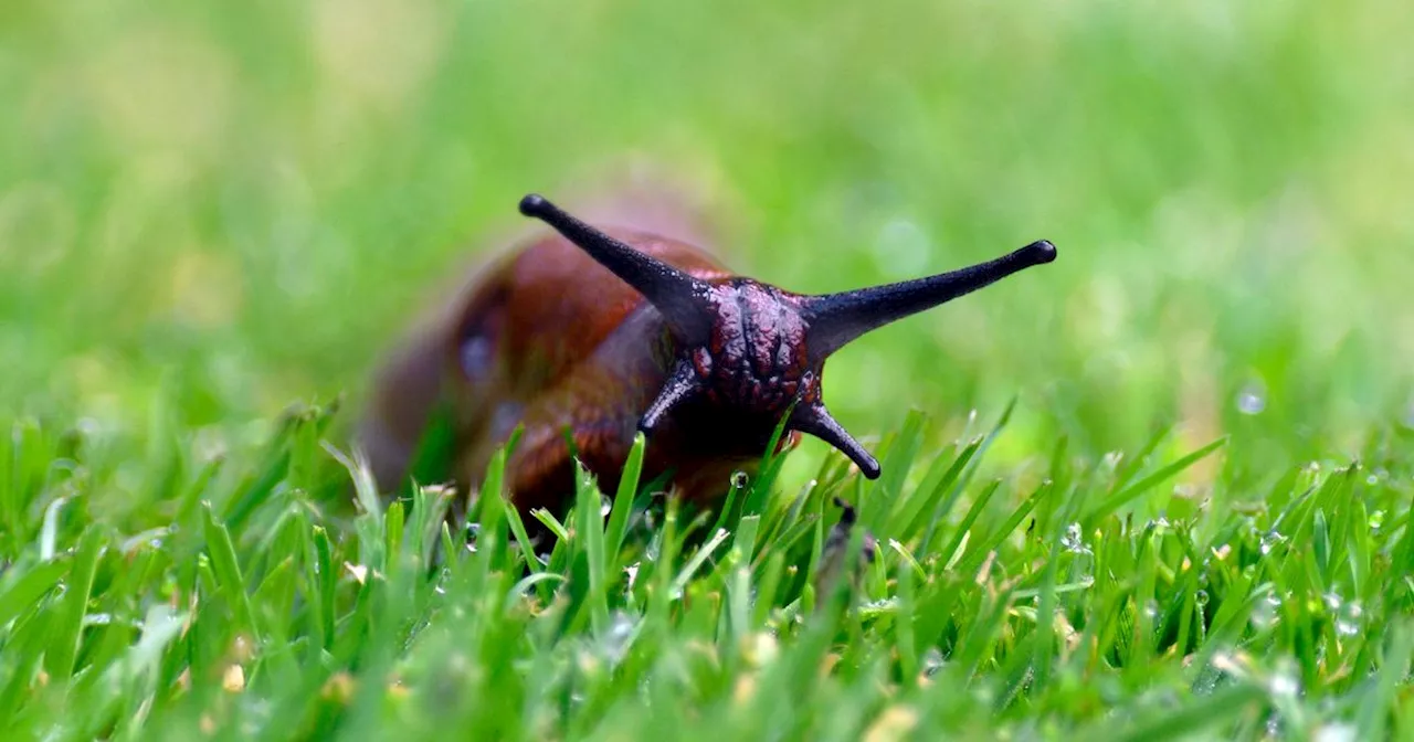 DIY Slug Trap: An Inexpensive Solution for Gardeners