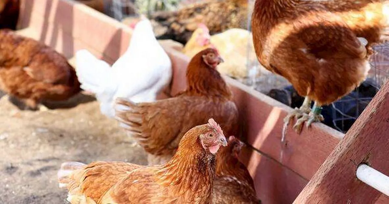 First US Death from H5N1 Avian Flu Confirmed in Louisiana