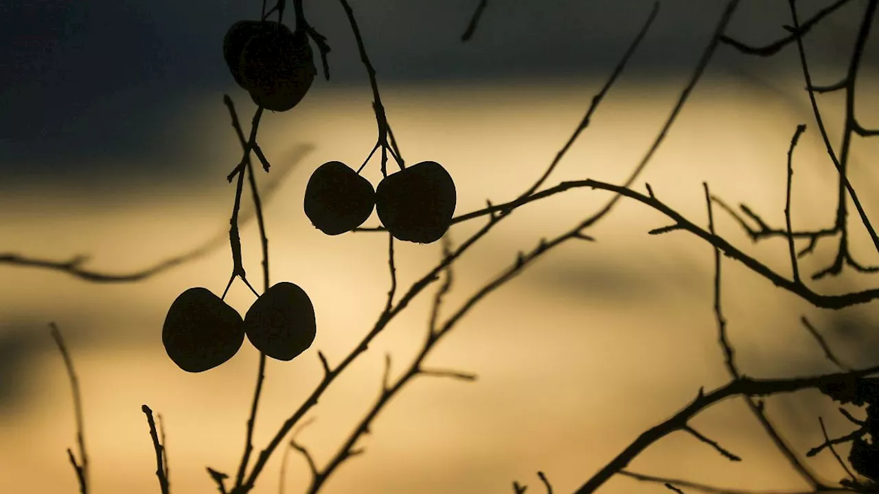 Dreikönigstag bringt ungewöhnlich milde Temperaturen - Winter ist aber noch nicht vorbei