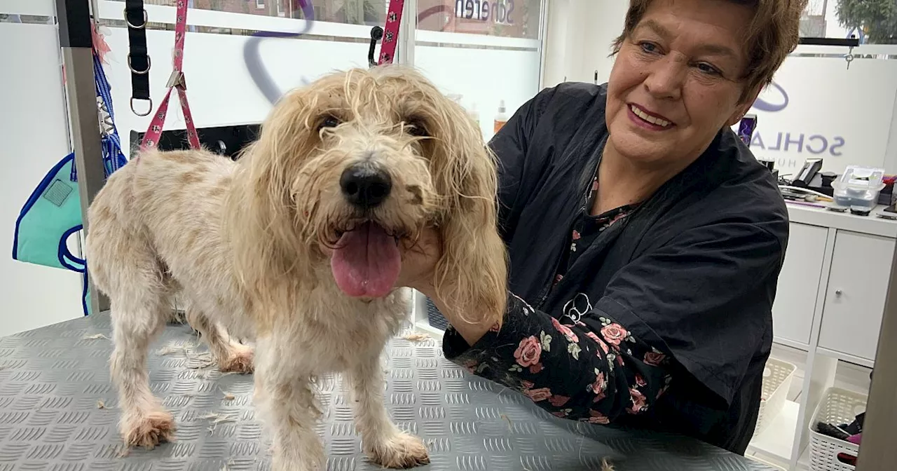 Hundefriseurin in Bünde eröffnet zweiten Salon