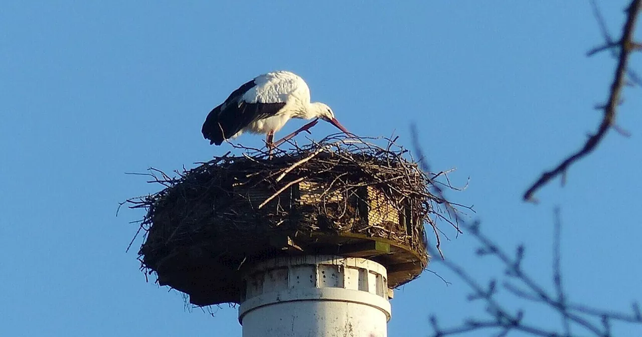 Vermisst: Storchenmännchen verschwindet aus Hiddenhausen