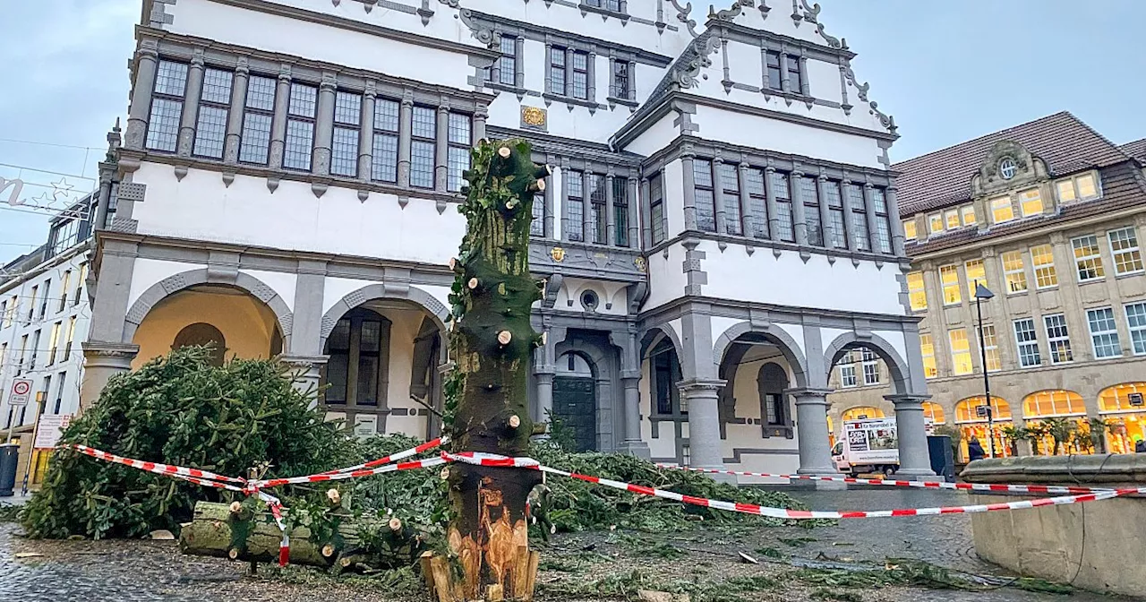 Weihnachtsbaum vor Paderborner Rathaus muss wegen Sturm weichen