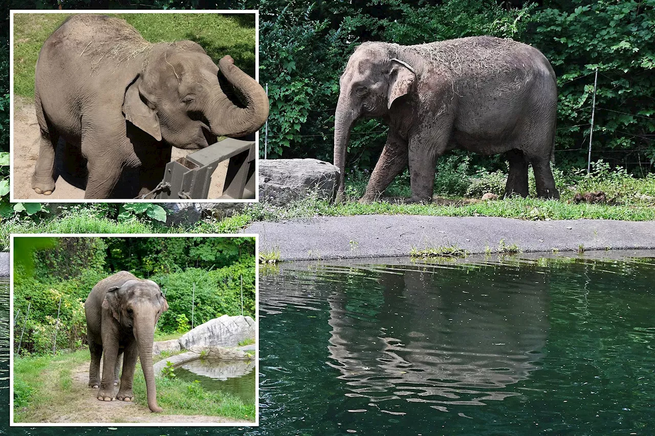 Bronx Zoo named No. 2 ‘worst zoo’ for elephants as activists say 'Happy' is one pouty pachyderm: ‘Cruel confinement’