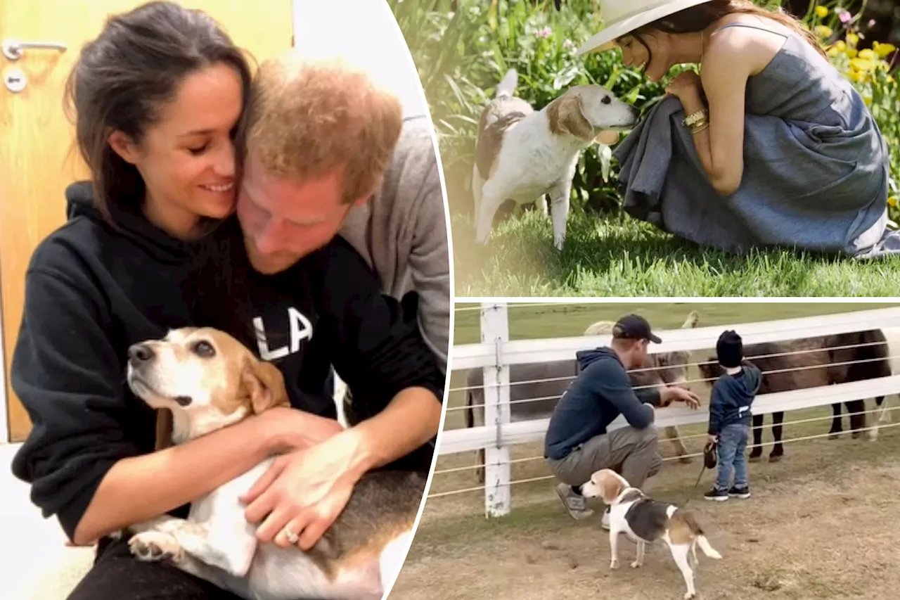 Meghan Markle Mourns the Loss of Her Beloved Beagle, Guy