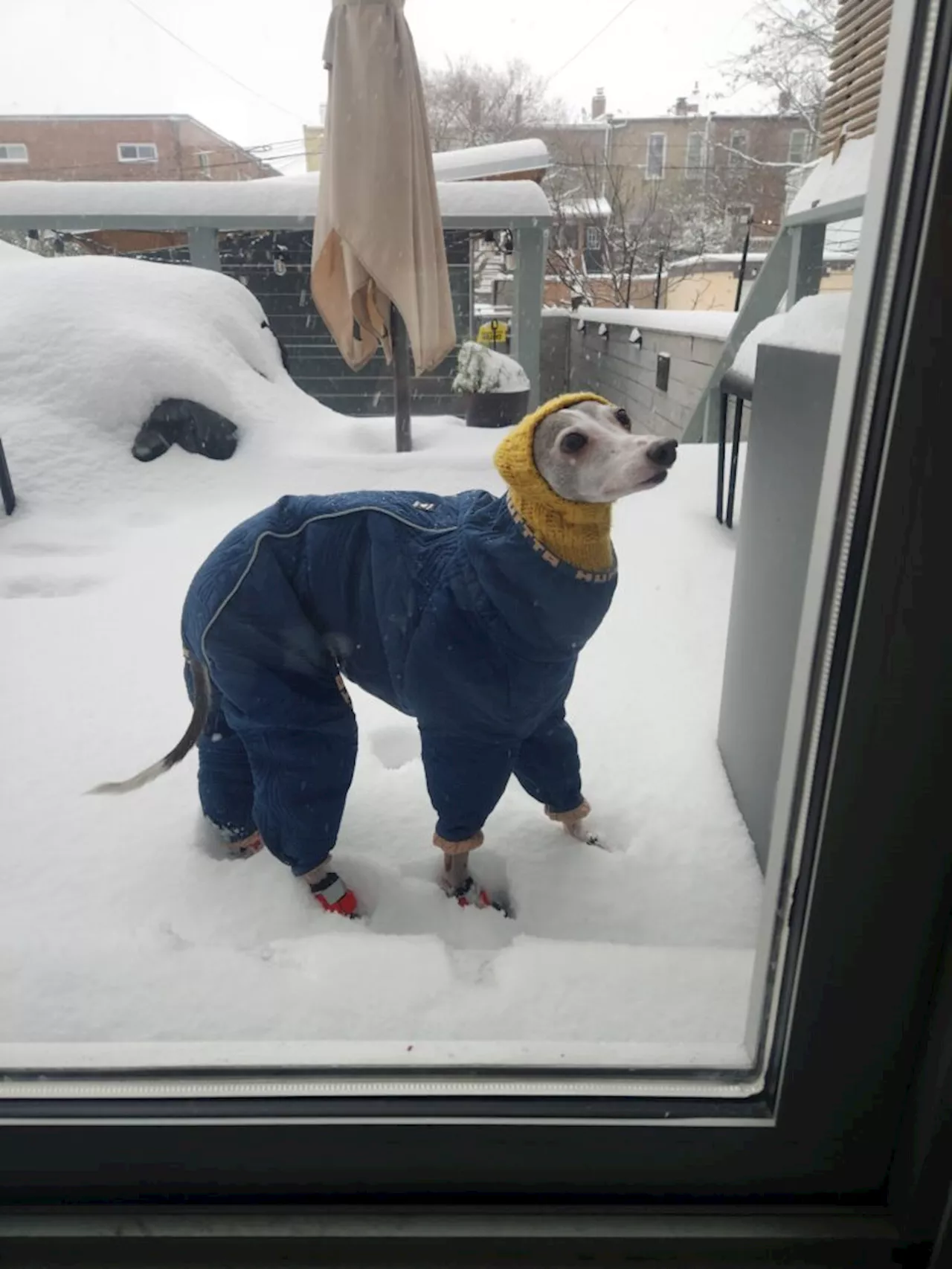 Snow Day Fun for DC's Furry Friends