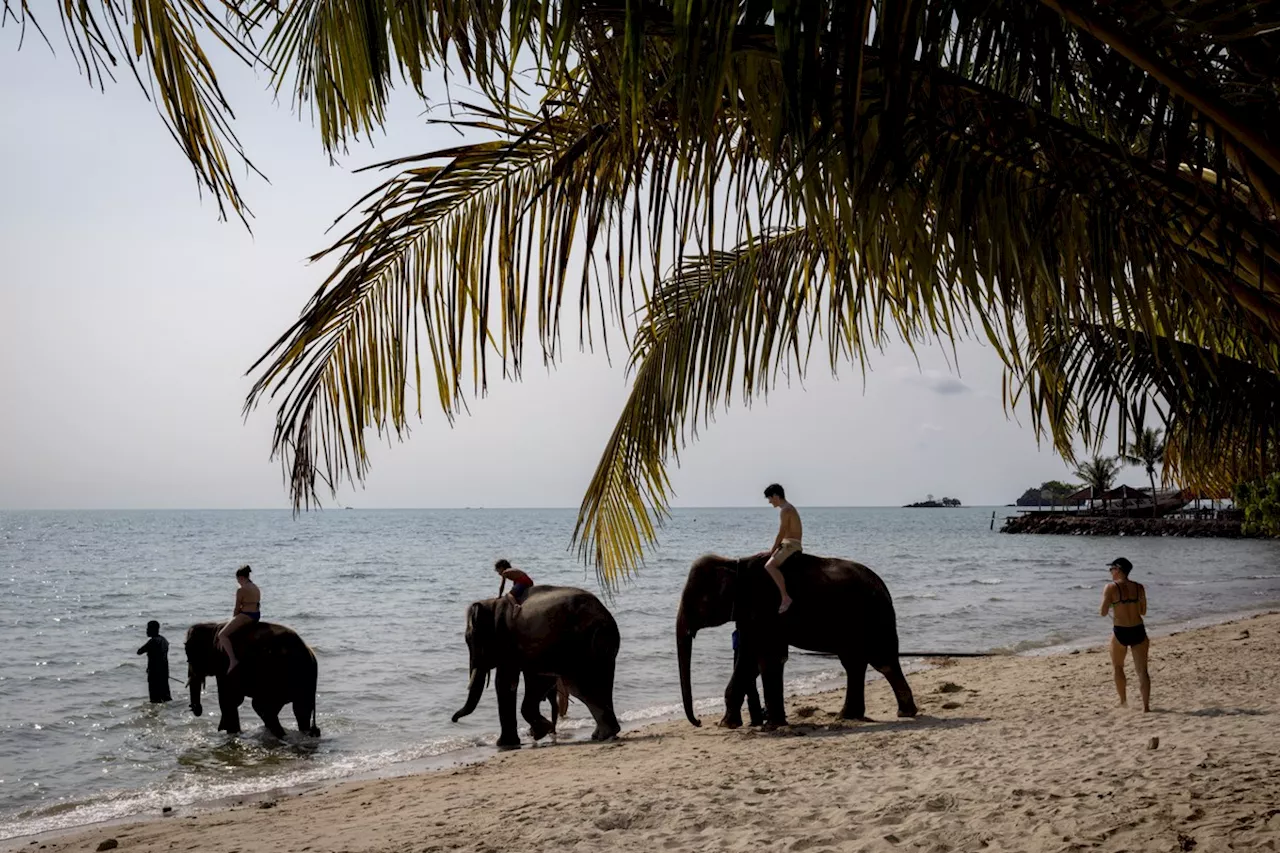 Turista Espanhola Morre em Santuário de Elefantes na Tailândia