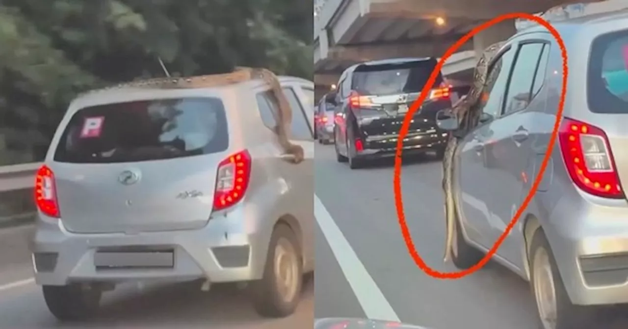 Motorist Drives Unaware With a Huge Snake on His Car's Roof