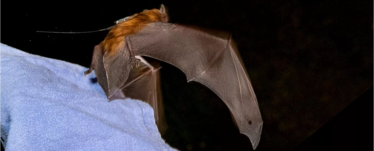 Bats Surf Storm Fronts to Migrate Hundreds of Miles