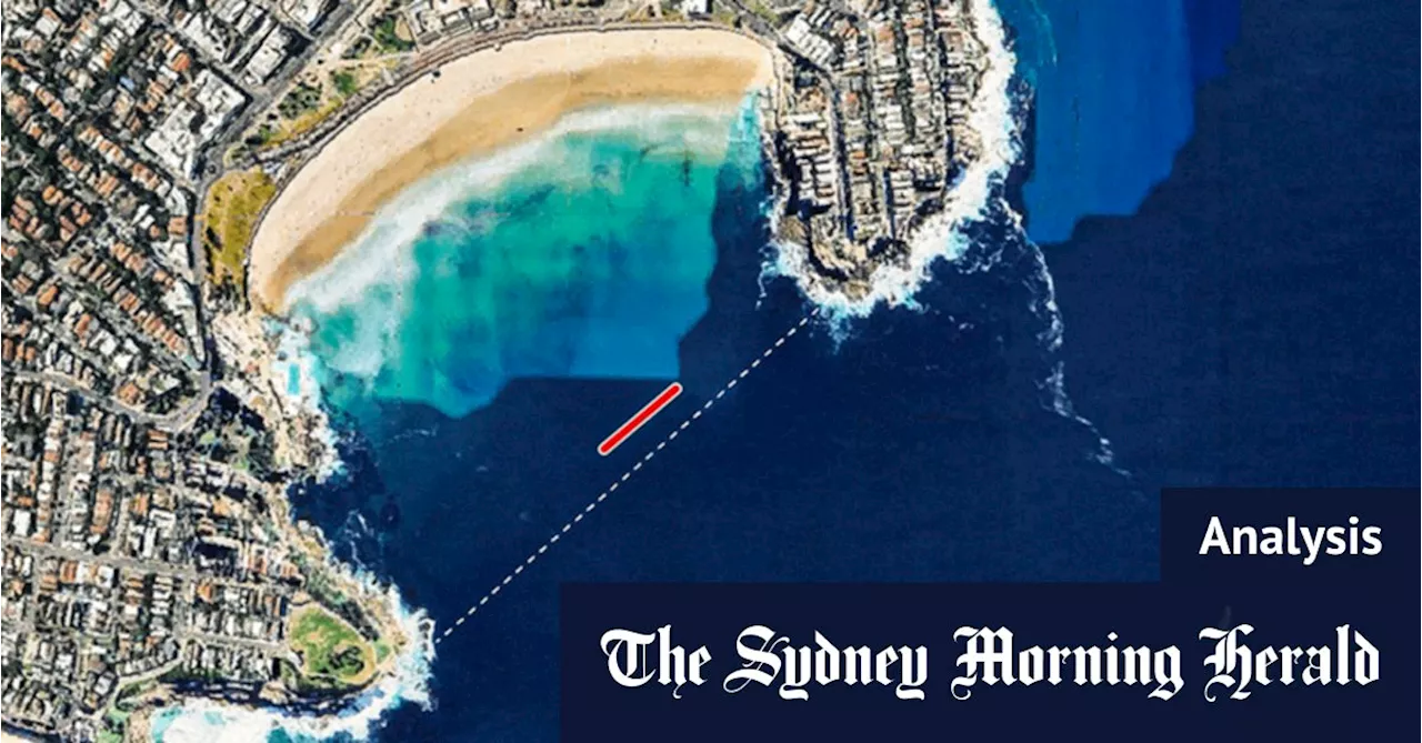 Why shark nets might not return to Sydney’s beaches next summer