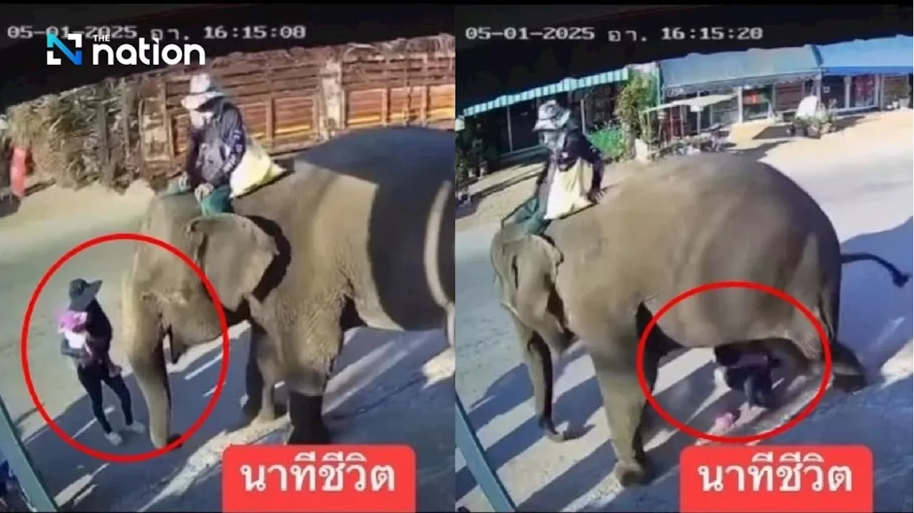 Elephant Accidentally Endangers Child in Thailand, Sparks Debate on Beliefs