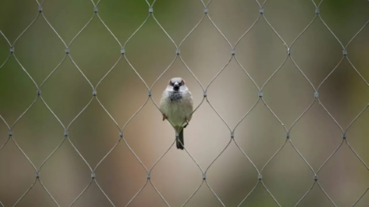 Amsel, Meise und Spatz: Naturschützer rufen zur Zählung der Wintervögel auf