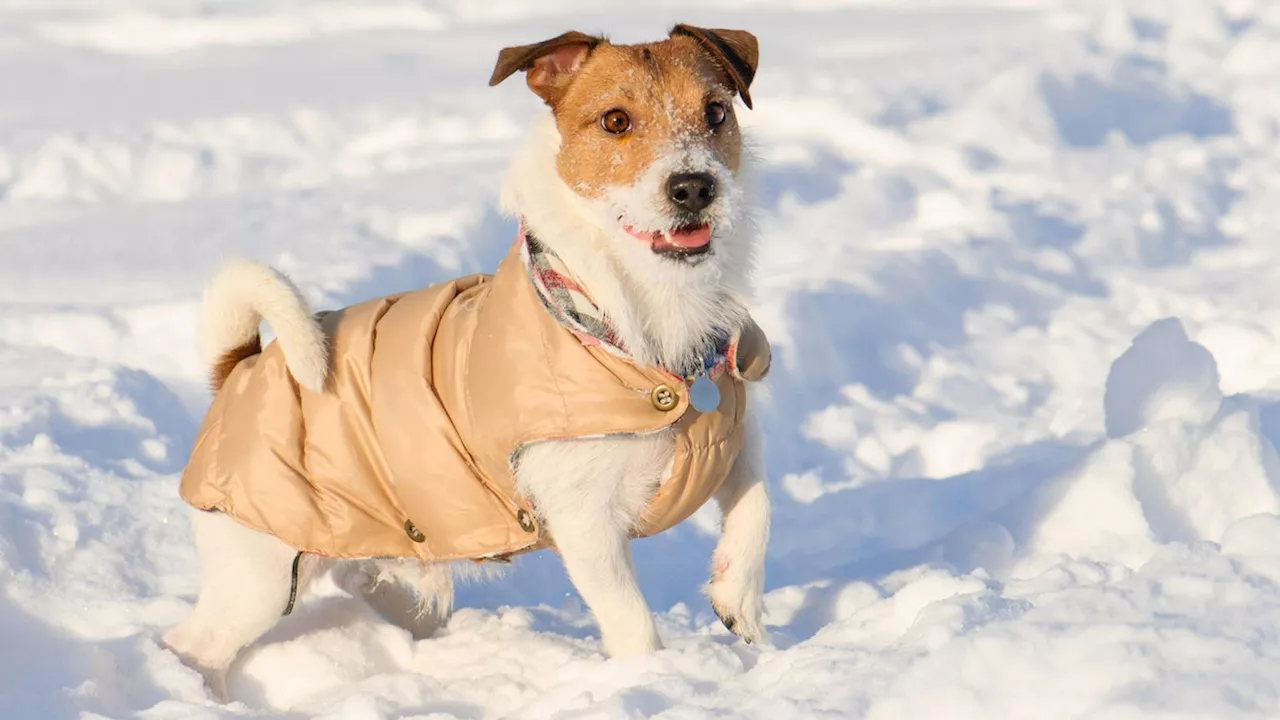 Hunde im Winter: Brauchen Hunde einen Mantel?