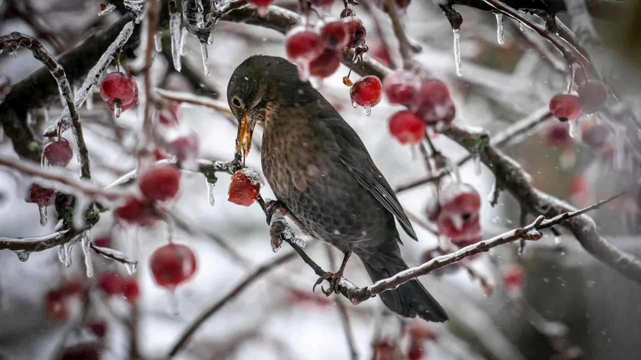 Naturschutz: Naturschützer rufen zum Zählen der Wintervögel auf